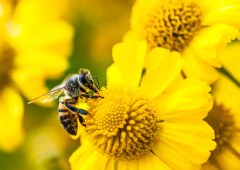 Amazoni Bee tutvustab kahte uut AI kantavat seadet alates 75 dollarist