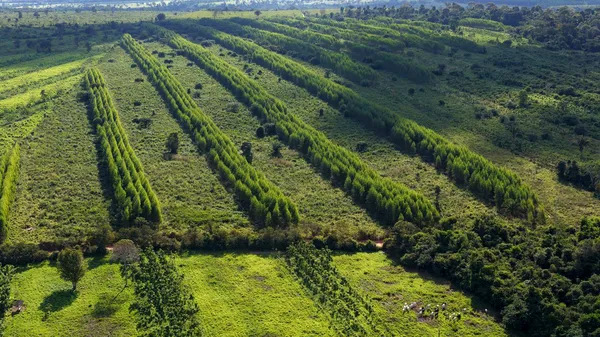Google Partners with Working Trees to Advance Sustainable Silvopasture in Brazil