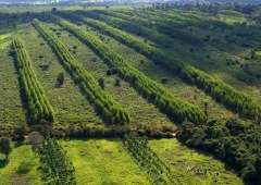 Google Partners with Working Trees to Advance Sustainable Silvopasture in Brazil
