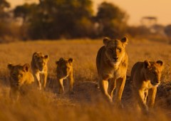 NatGeo's New Documentary Showcases Africa’s Remarkable Wildlife and Ecosystems