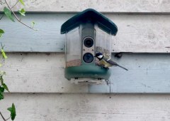 Kiwibit Bird Feeder 2 Pro Mixes AI Bird Watching with Unexpected Pest Problems