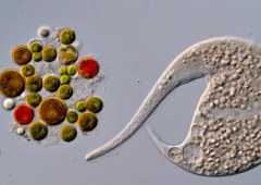 Vietnamese Scientist Wins Nikon Small World in Motion After AI Disqualification